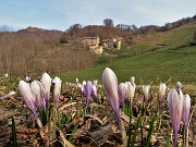 01 Primavera sui prati del Crosnello con fioriture di Crocus vernus